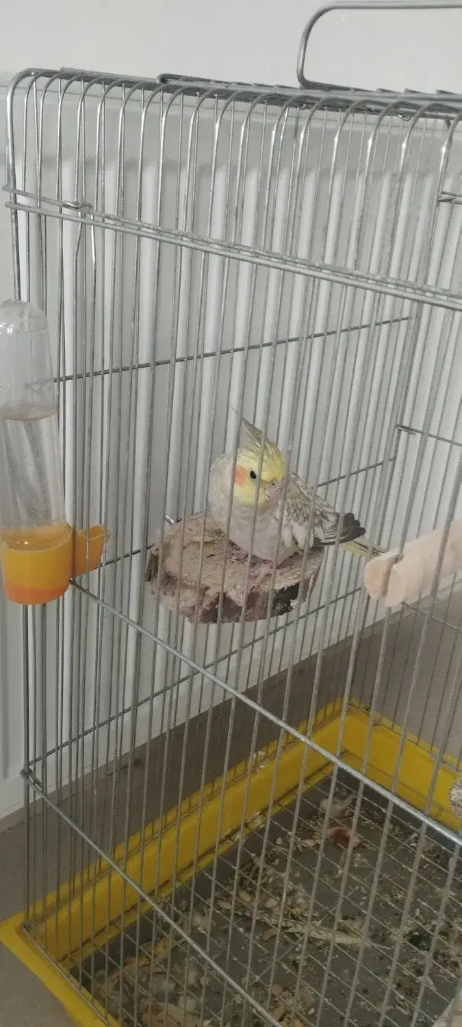 عروس هلندی|پرنده|کبودرآهنگ, |دیوار