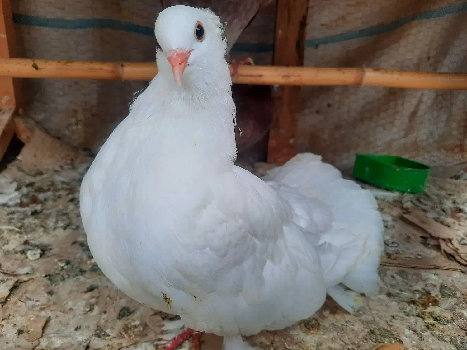 کبوتر دم چتری گمشده|پرنده|قائمشهر, |دیوار