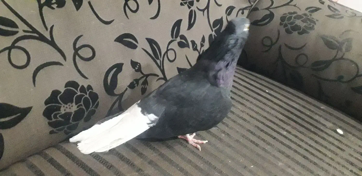 کبوتر پرشی تهرانی کله توپی|پرنده|هامون, |دیوار