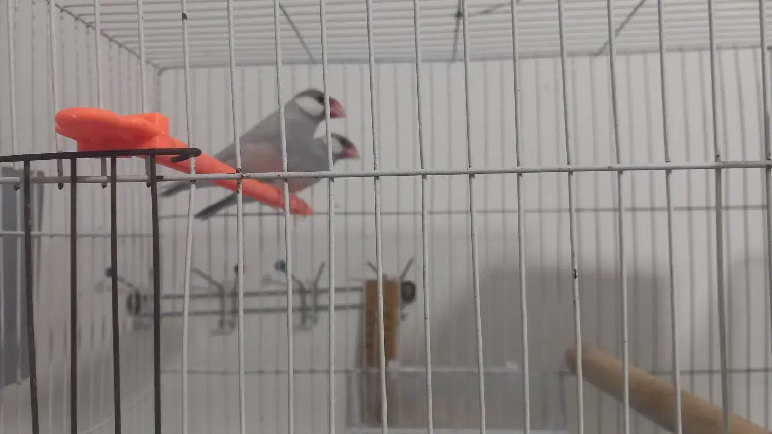 فنچ نرگسی|پرنده|قوچان, |دیوار