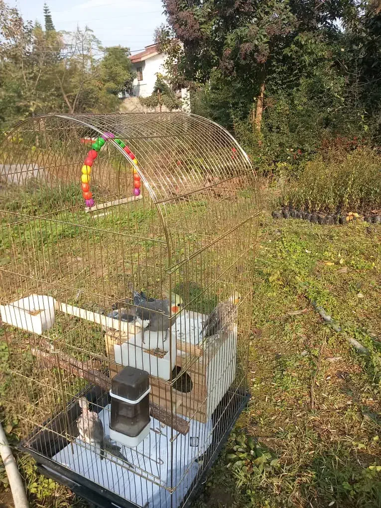 عروس هلندی|پرنده|تنکابن, |دیوار