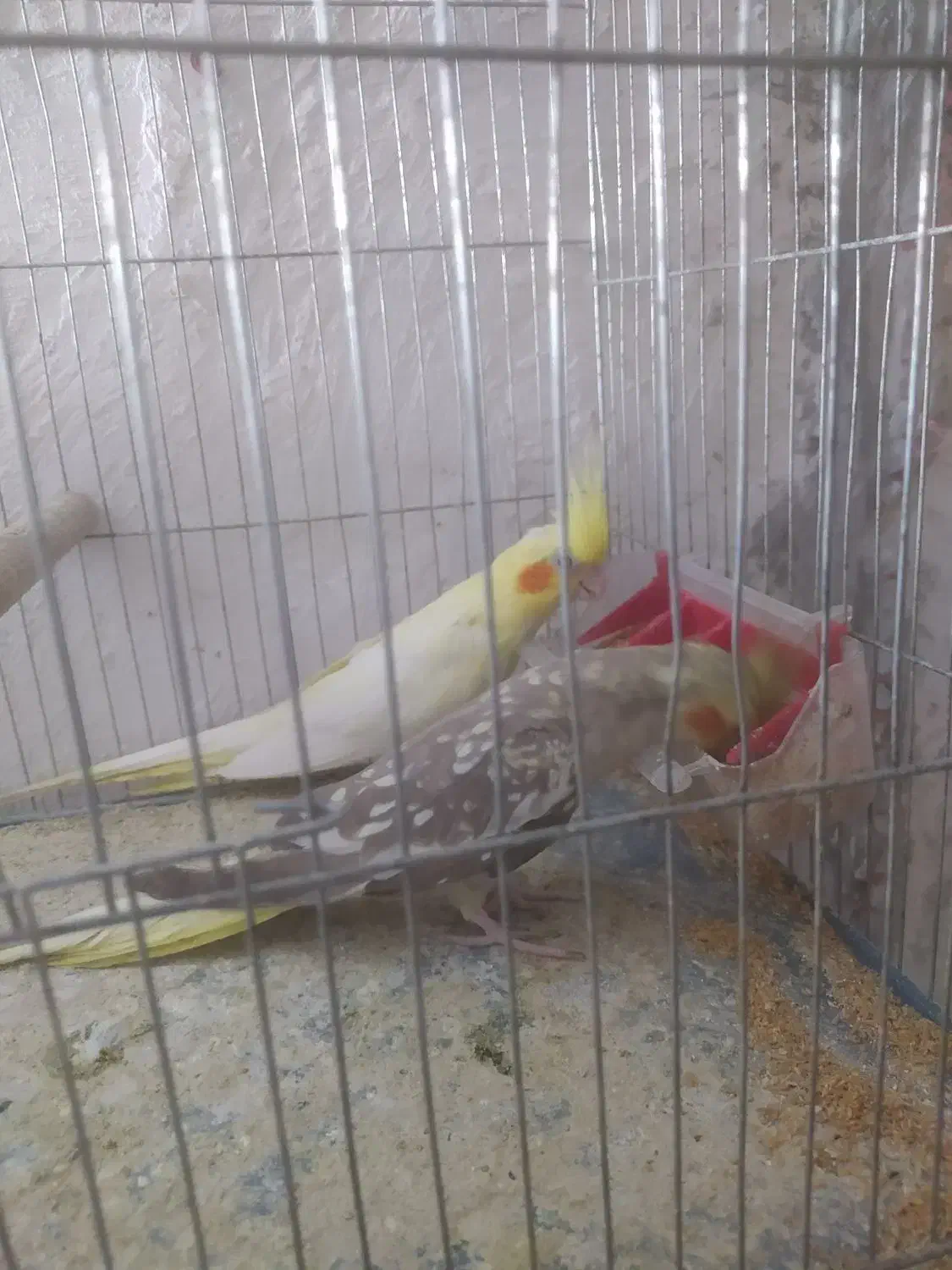 عروس هلندی|پرنده|کلاله, |دیوار