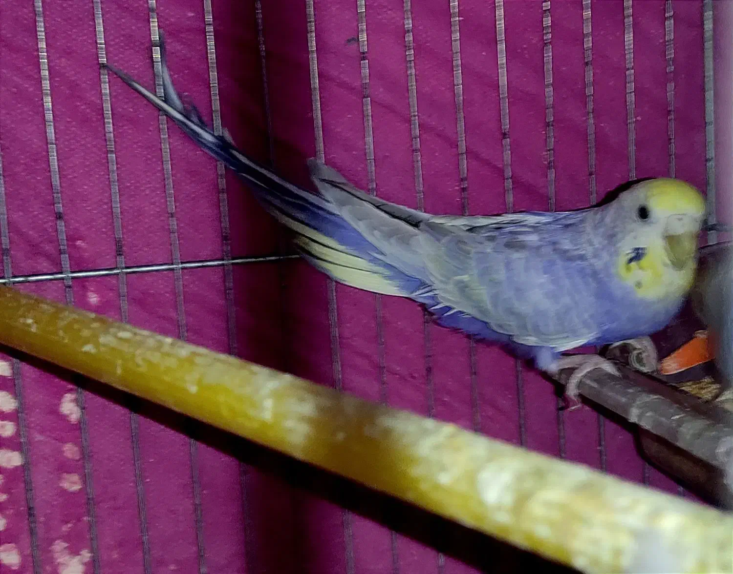 مرغ عشق ۳ عدد رینبو اصل بنفش ( رنگین کمانی )|پرنده|آبادان, |دیوار