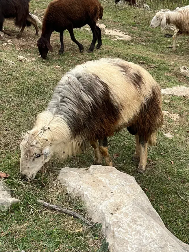 قوچ پلنگی|حیوانات مزرعه|گالیکش, |دیوار