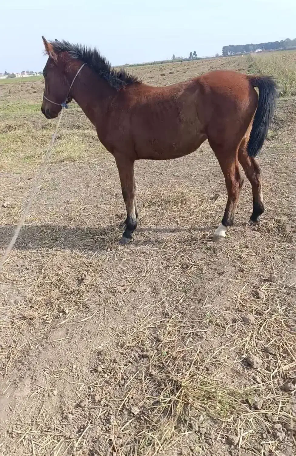 اسب|اسب و تجهیزات اسب‌سواری|پارس‌آباد, |دیوار