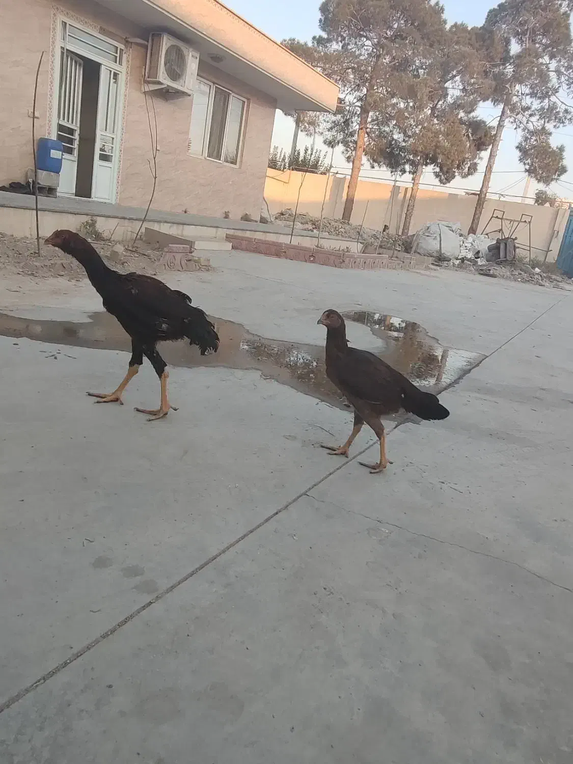 مرغ خروس|حیوانات مزرعه|ری, شهرک نظامی|دیوار