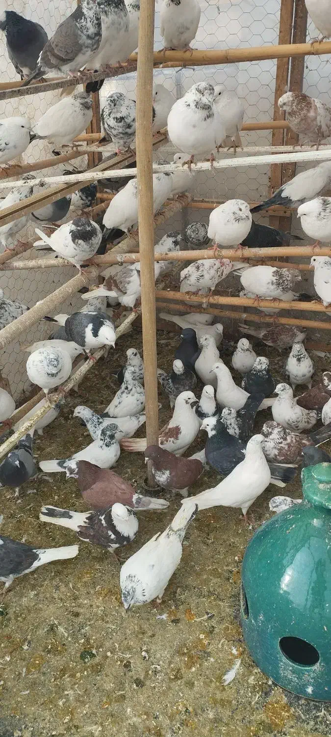 100عدد کبوتر کبکی به صورت یکجا|پرنده|آمل, |دیوار