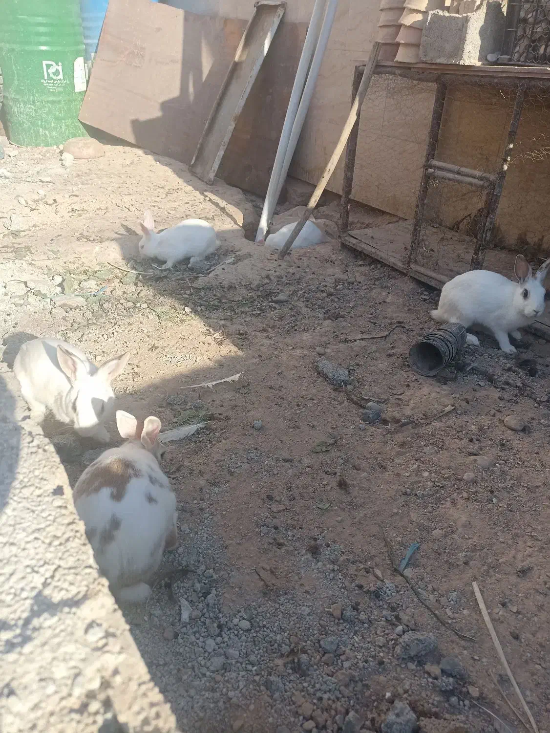 خرگوش محلی|موش و خرگوش|امیدیه, |دیوار