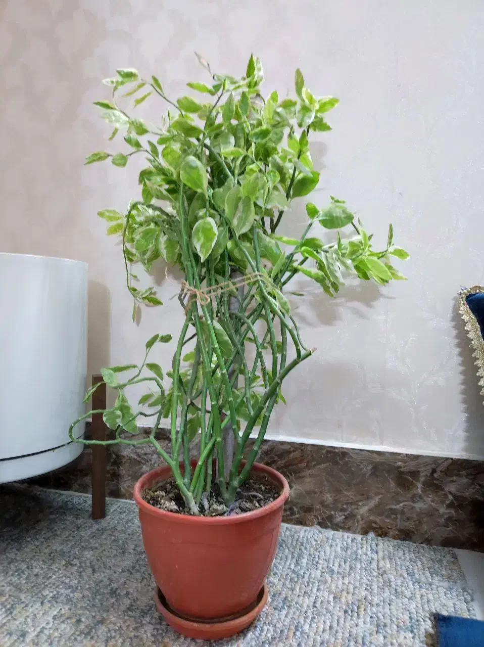 گل‌های طبیعی وسالم پرورش‌یافته باعشق توی خونه‌مون|گل و گیاه طبیعی|دلند, |دیوار