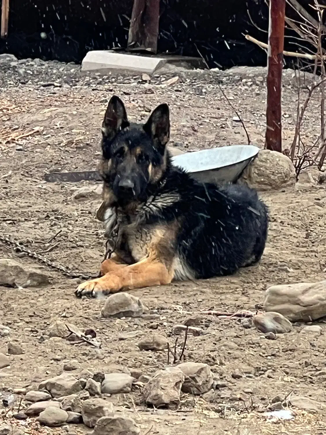 سگ ژرمن کلاس نر a|سگ|بافت, |دیوار