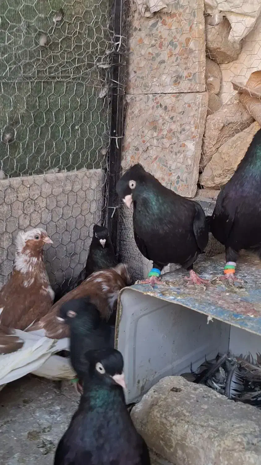 زاغ ابادانی اصیل|پرنده|مبارکه, |دیوار