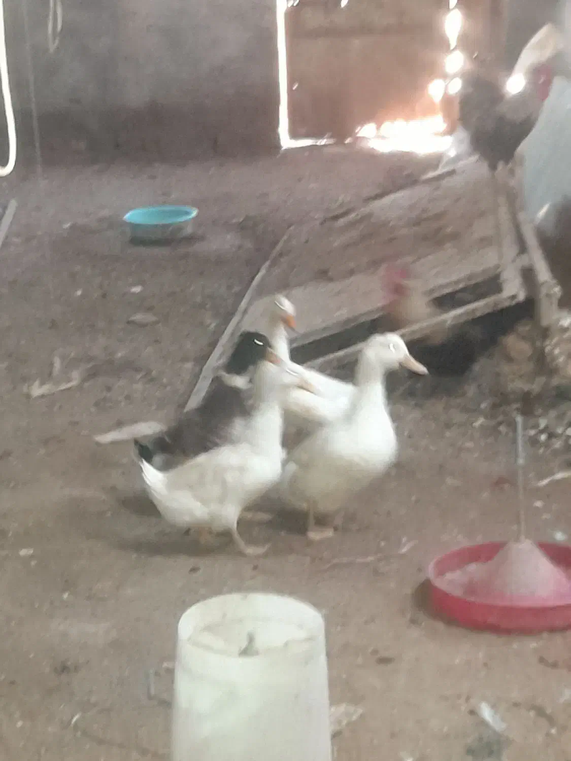 اردک نروماده|حیوانات مزرعه|دشتابی, |دیوار