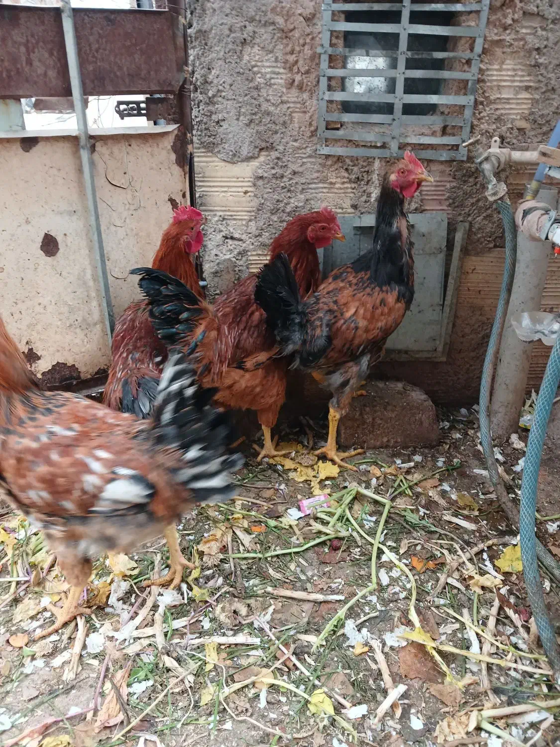 فروش خروس ومرغ|پرنده|بیرجند, |دیوار