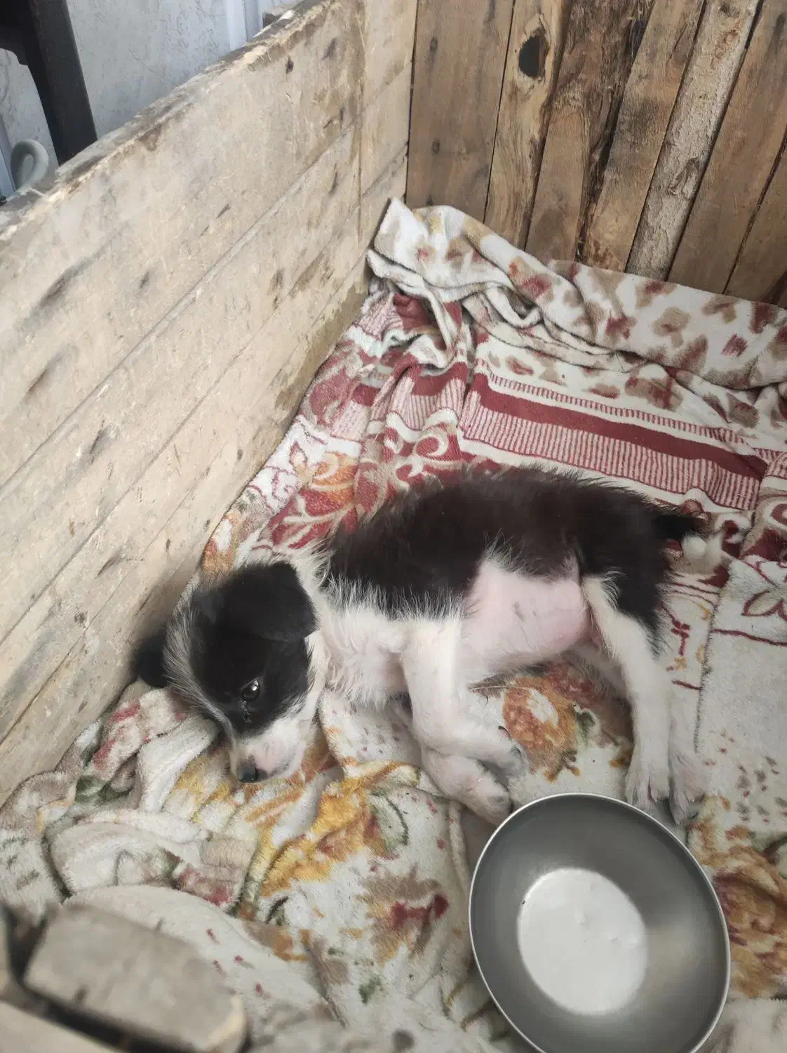 سگ پاکوتاه|سگ|سبزوار, شهرک ابوذر|دیوار