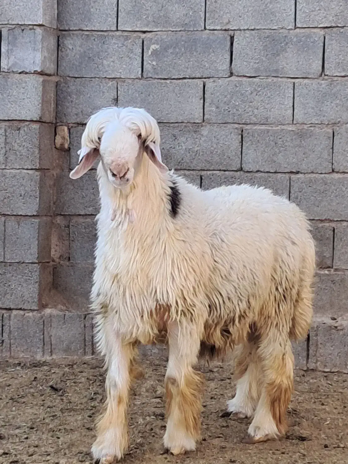 بره بذری عالی درجه ۱|حیوانات مزرعه|زرقان, |دیوار