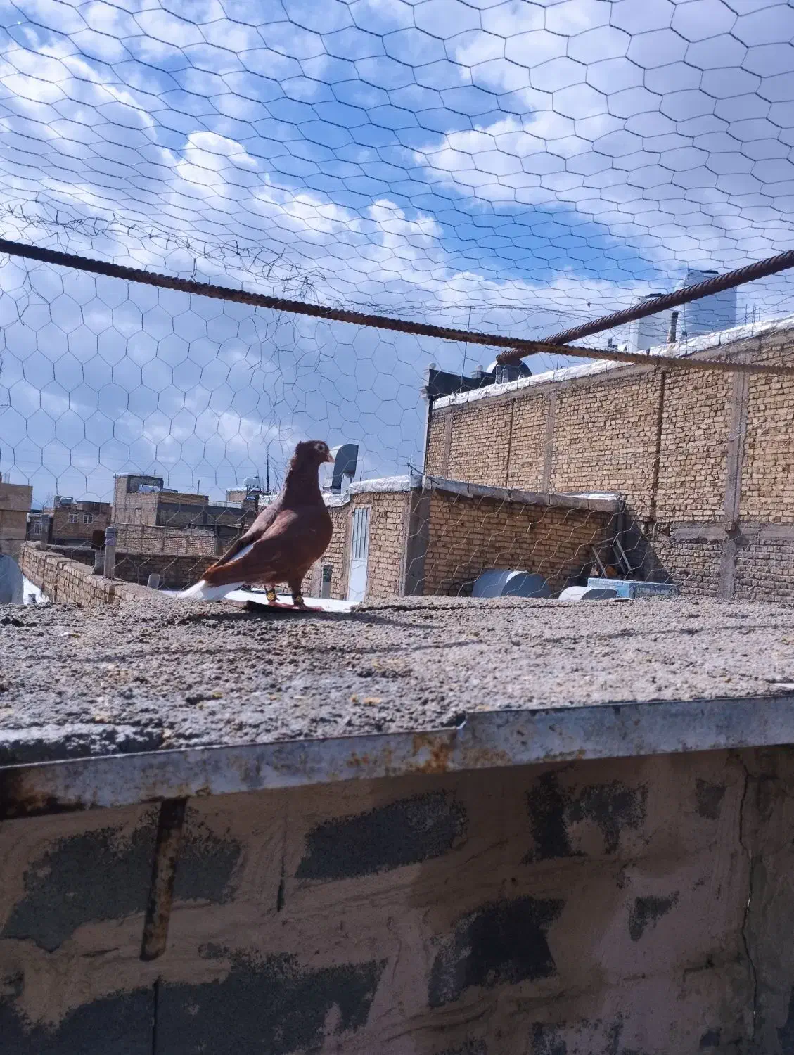 سرخ دمسفید|حیوانات|مرودشت, ثبت احوال|دیوار