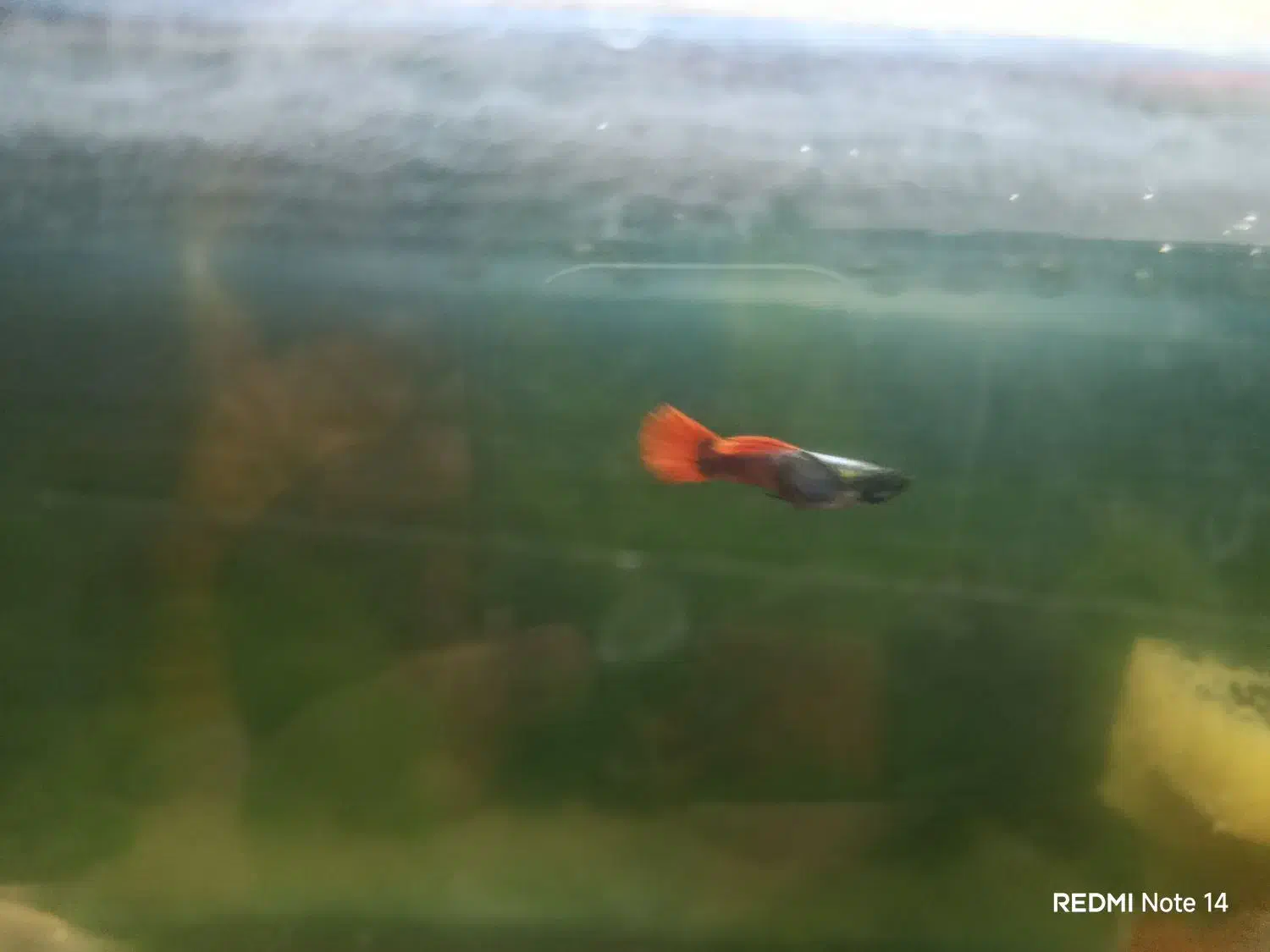 فروش فوری ماهی های گیاه خوار|ماهی|مهریز, |دیوار