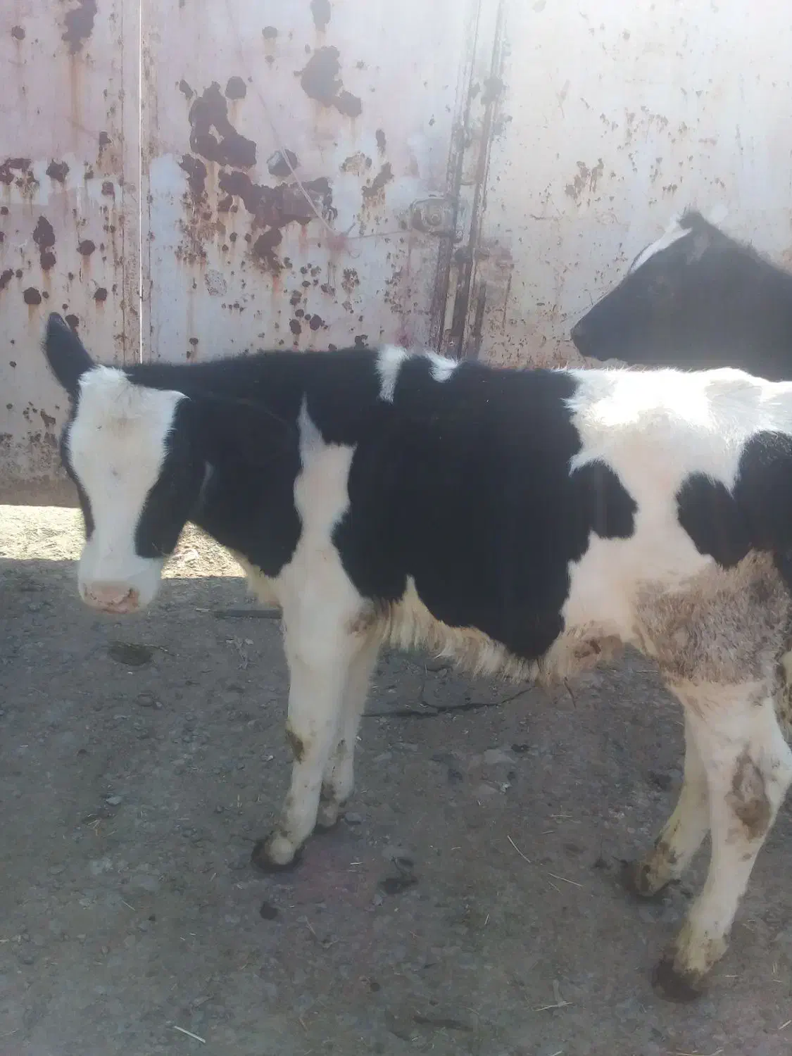 گوساله|حیوانات مزرعه|رضویه, |دیوار