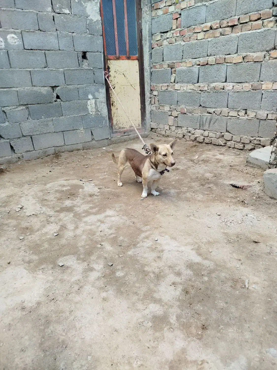 سگ پاکوتا|سگ|زاهدان, |دیوار