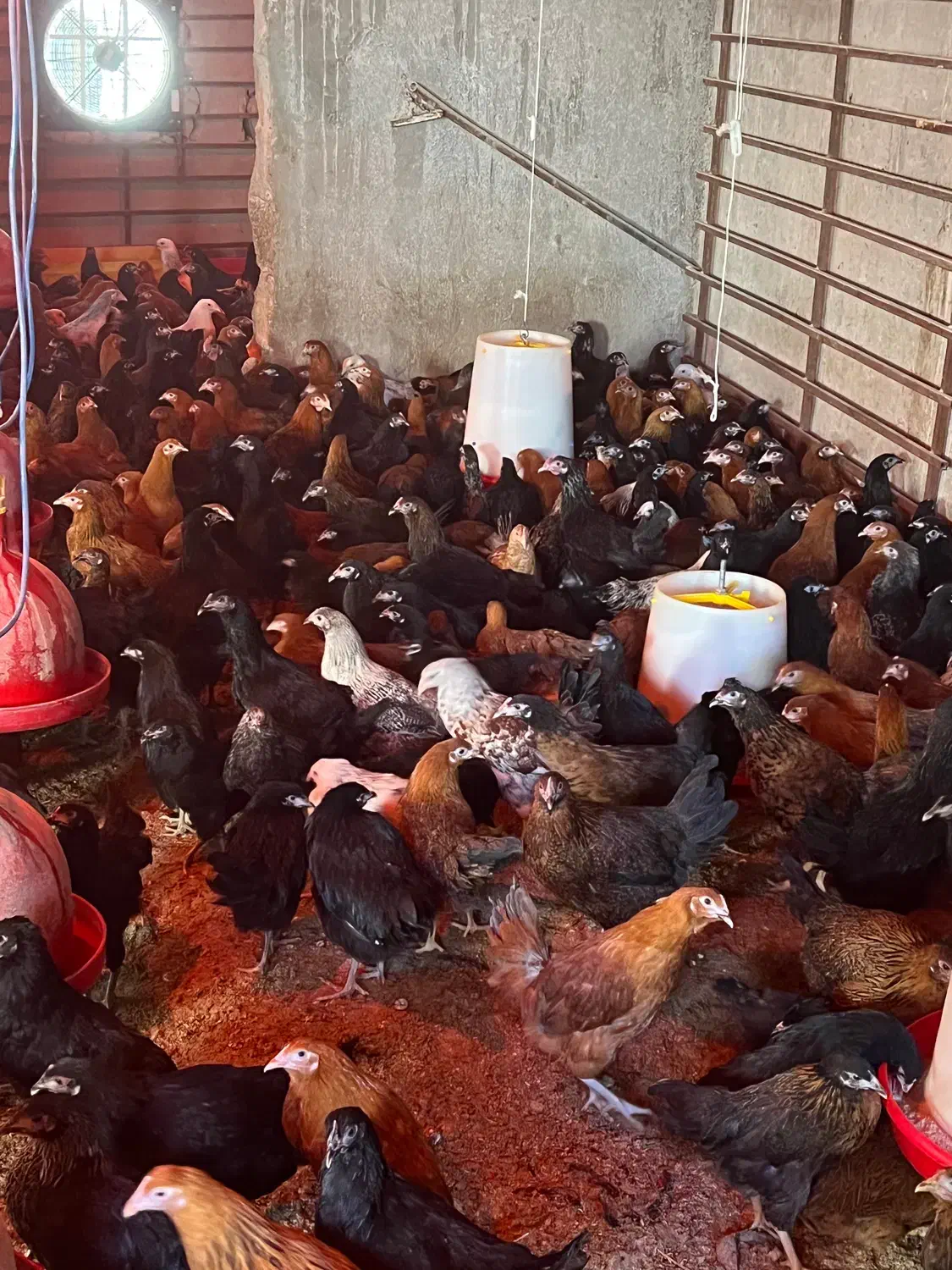 مرغ ۴ ماهه|حیوانات مزرعه|بسطام, |دیوار