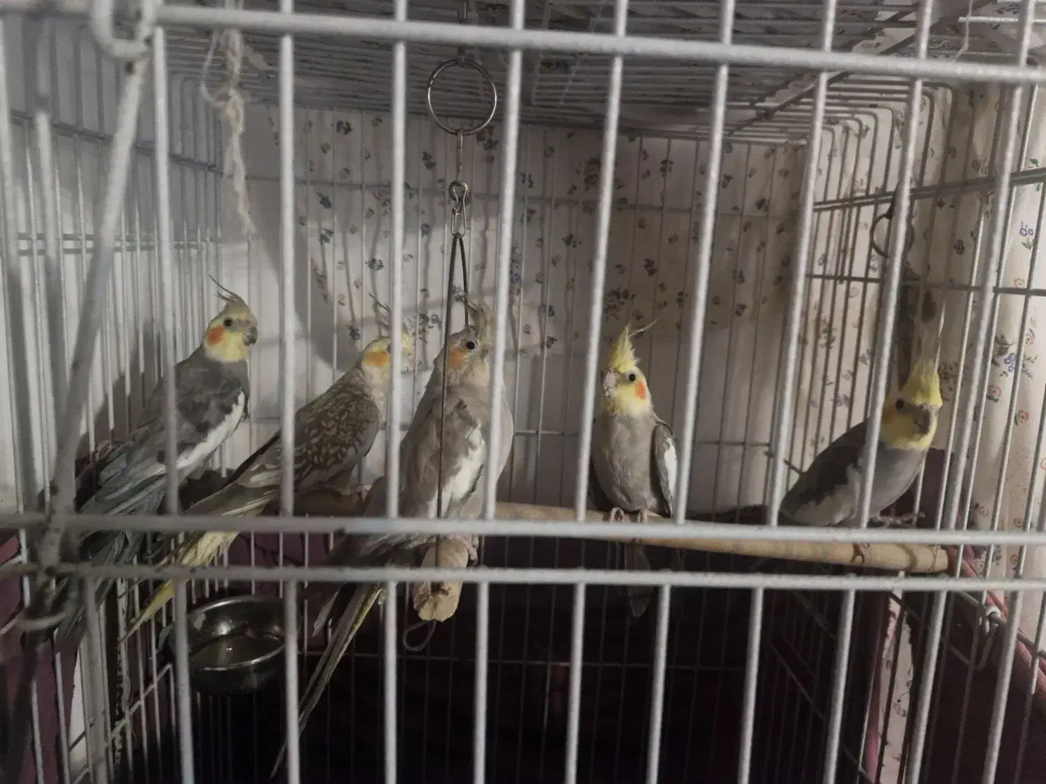 عروس هلندی|پرنده|لاهیجان, قیام|دیوار