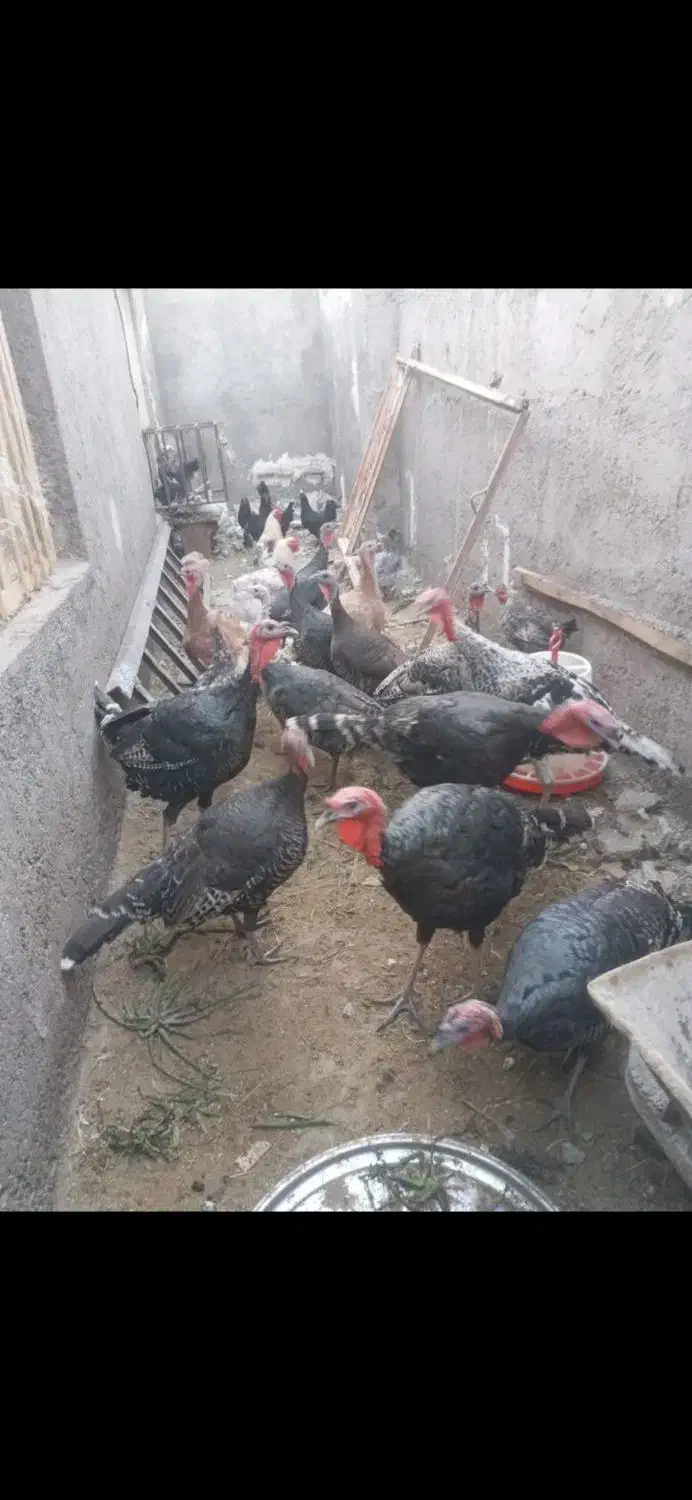 بوقلمون|پرنده|حاجی آباد, |دیوار