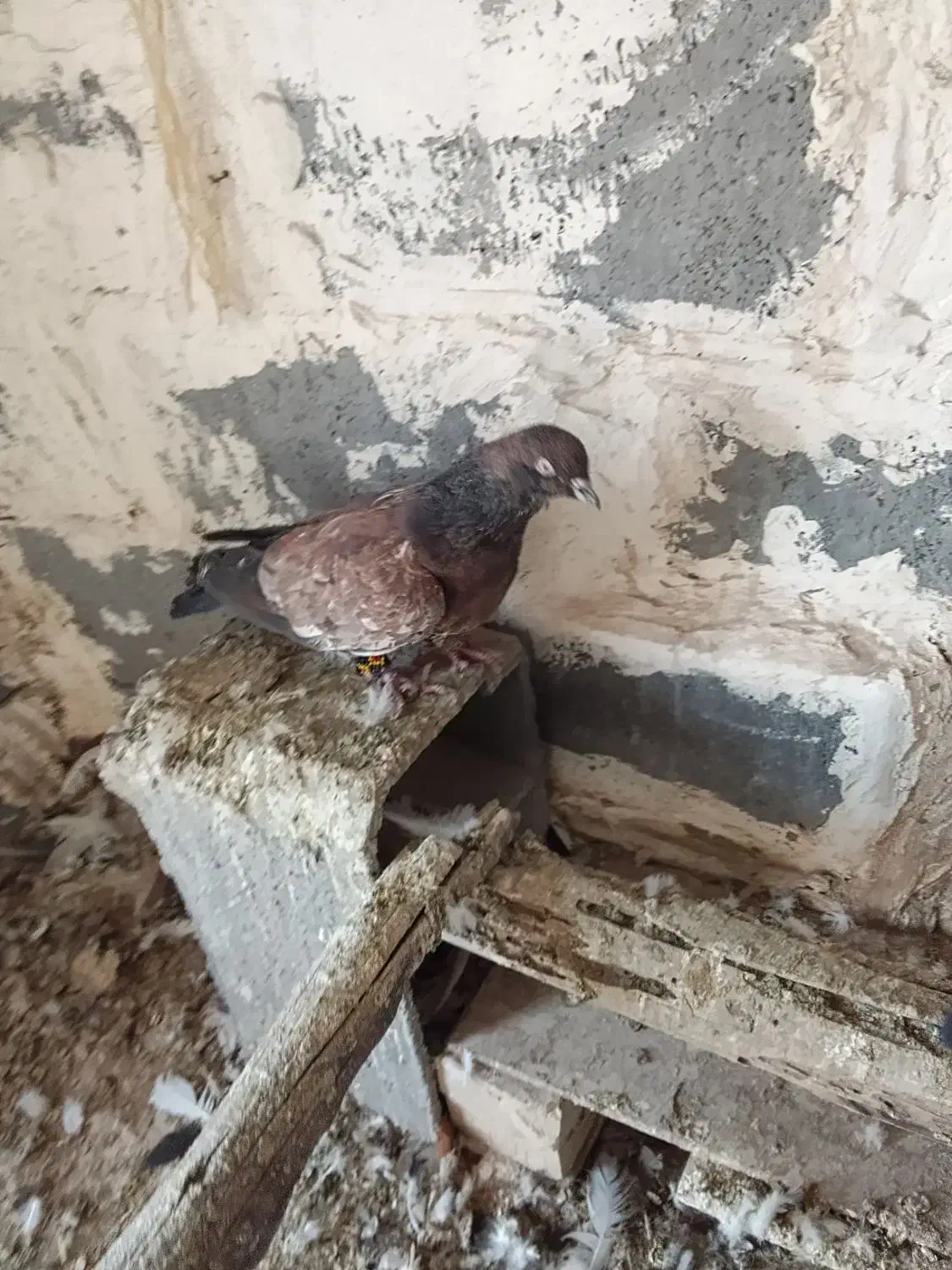 دو عدد نر تاپ|پرنده|کرخه, |دیوار