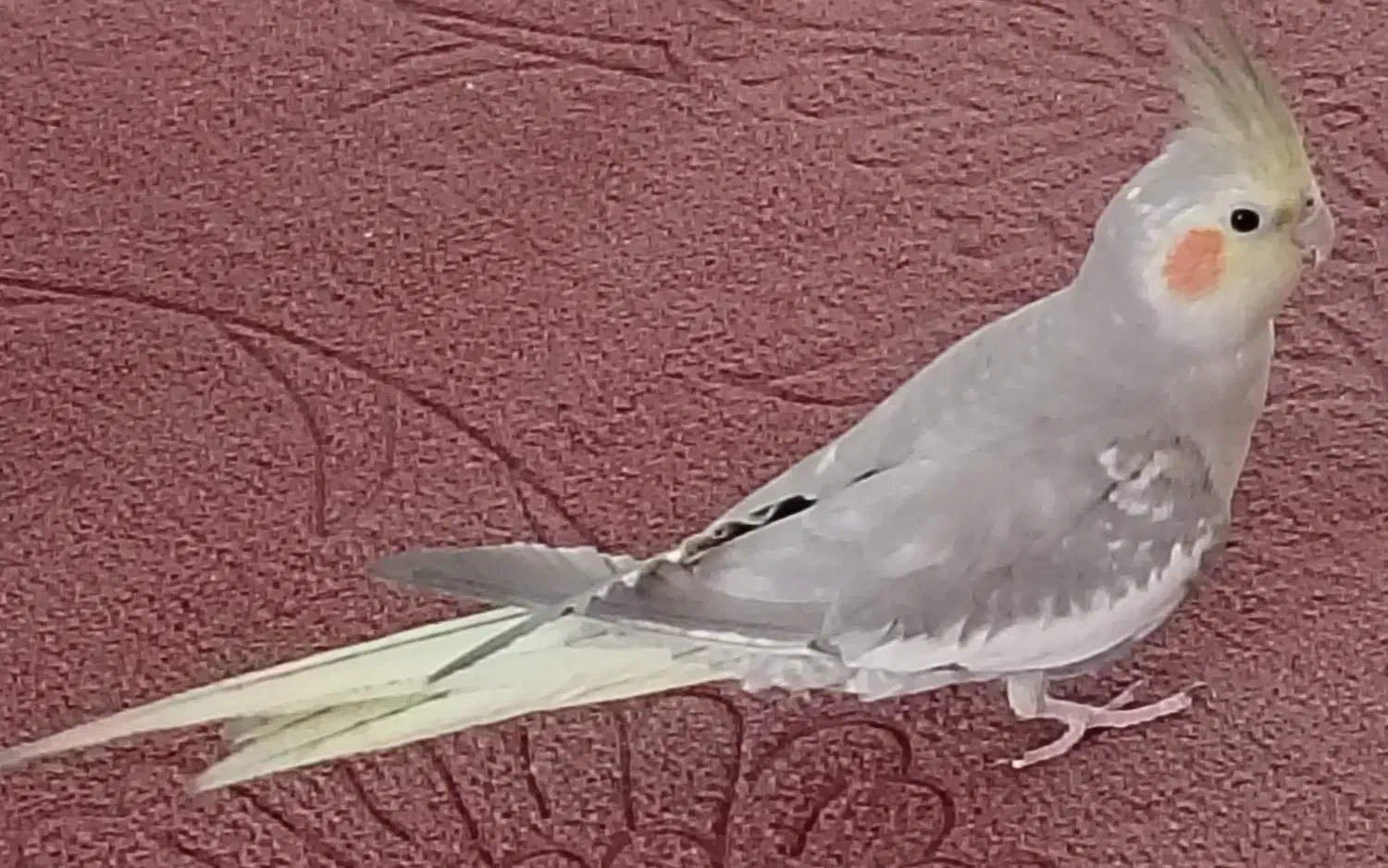 عروس هلندی|پرنده|نجفآباد, یزدانشهر|دیوار