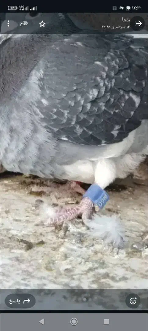 کبوتر مسافتی پلاکی|پرنده|حمیدیا, |دیوار