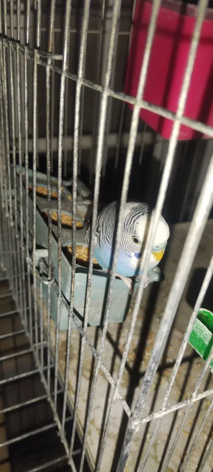 عروس هلندی|پرنده|شیراز, شاه قلی بیگی|دیوار