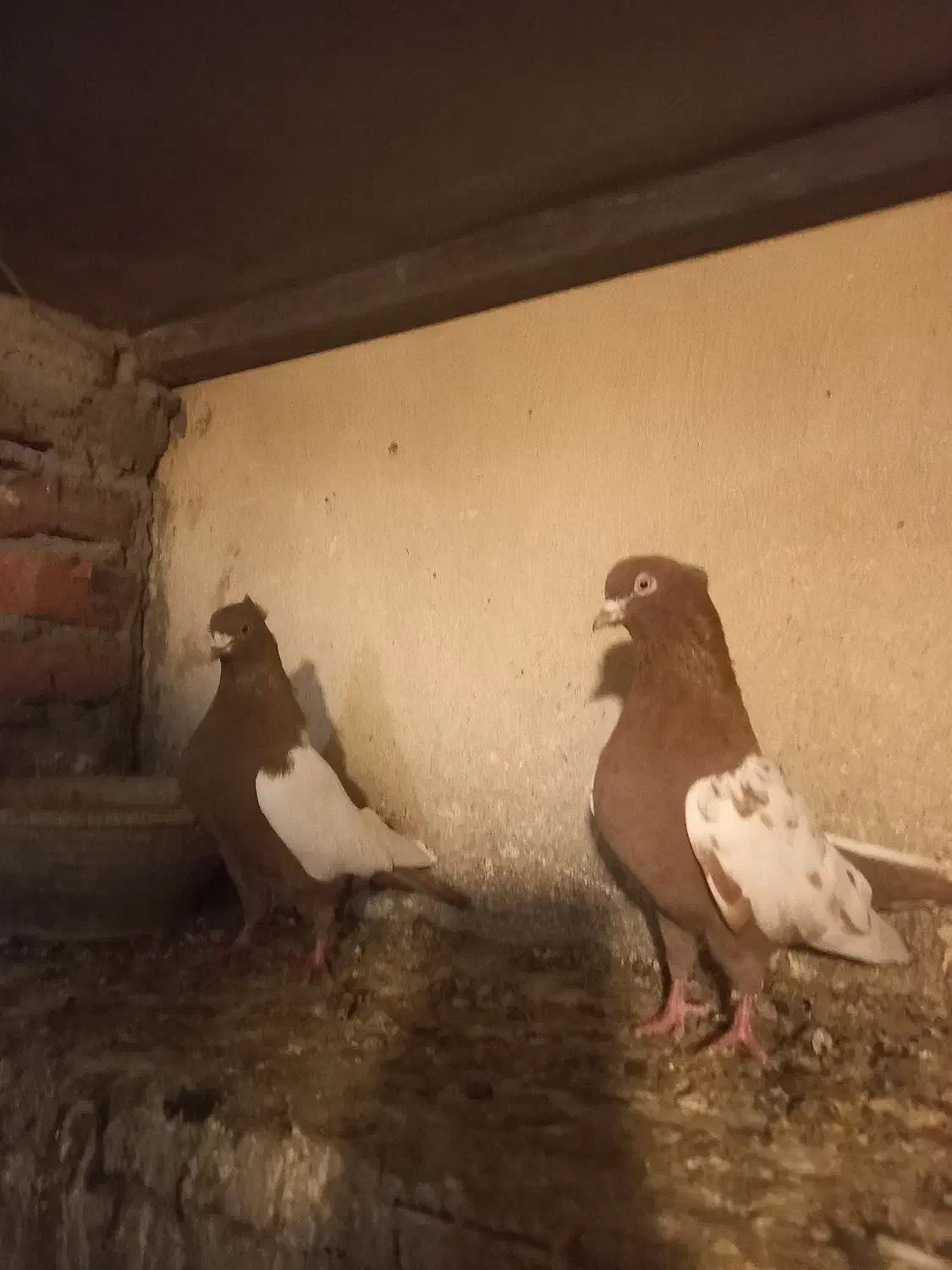 سینه سرخ جفت|پرنده|عجب شیر, |دیوار