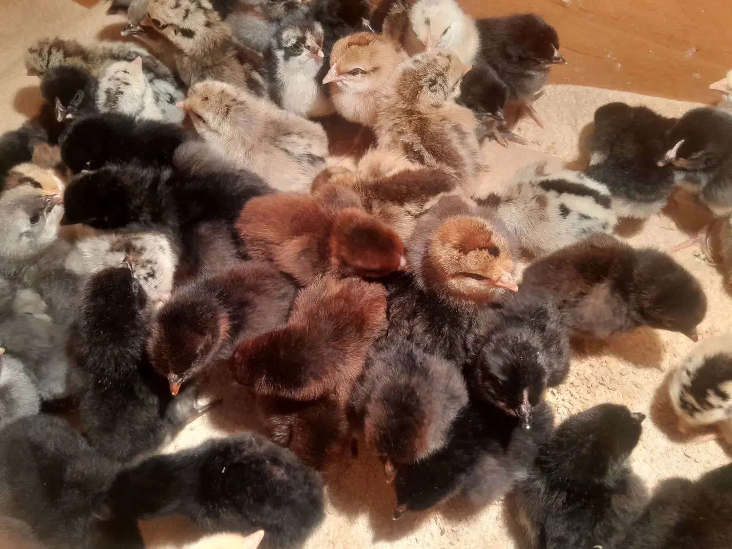 جوجه محلی|حیوانات مزرعه|دهدشت, |دیوار