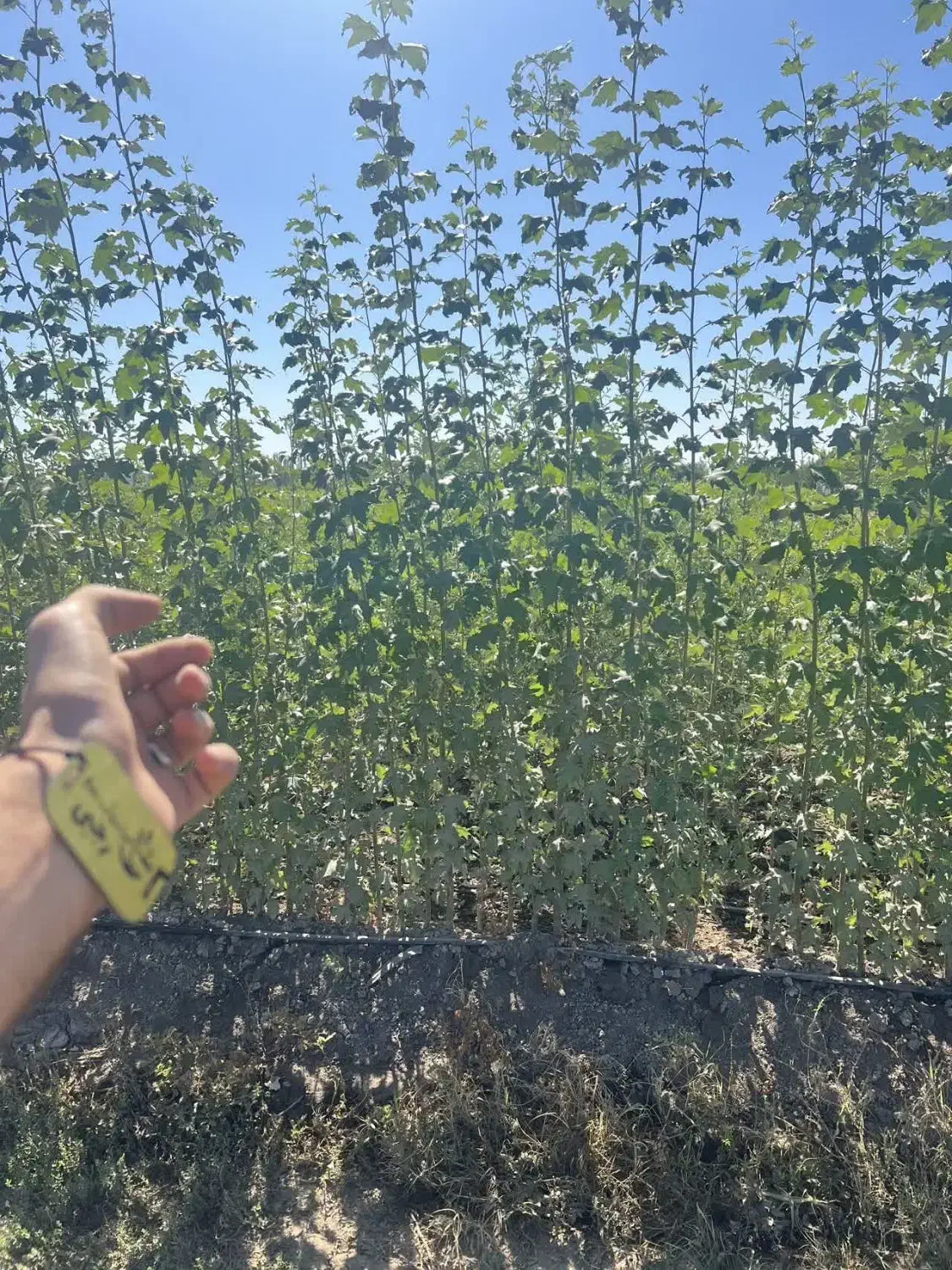 عرضه نهال سپیدار سیاه یکساله|خدمات باغبانی و درختکاری|بندر ترکمن, |دیوار