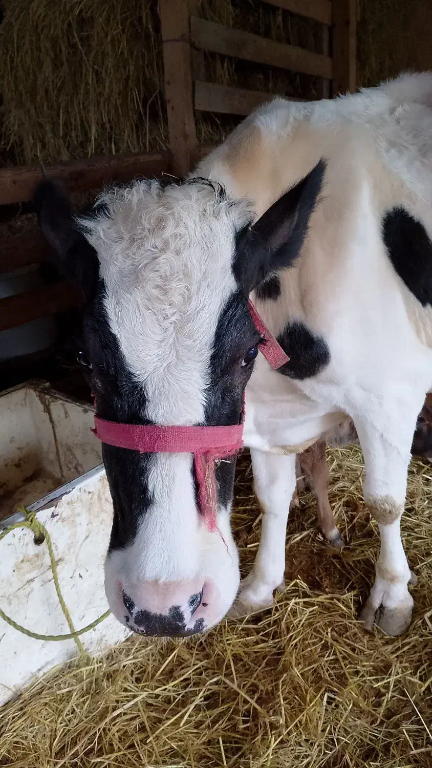 گاو هلشتاین سنگین پُر شیر|حیوانات مزرعه|احمدسرگوراب, |دیوار