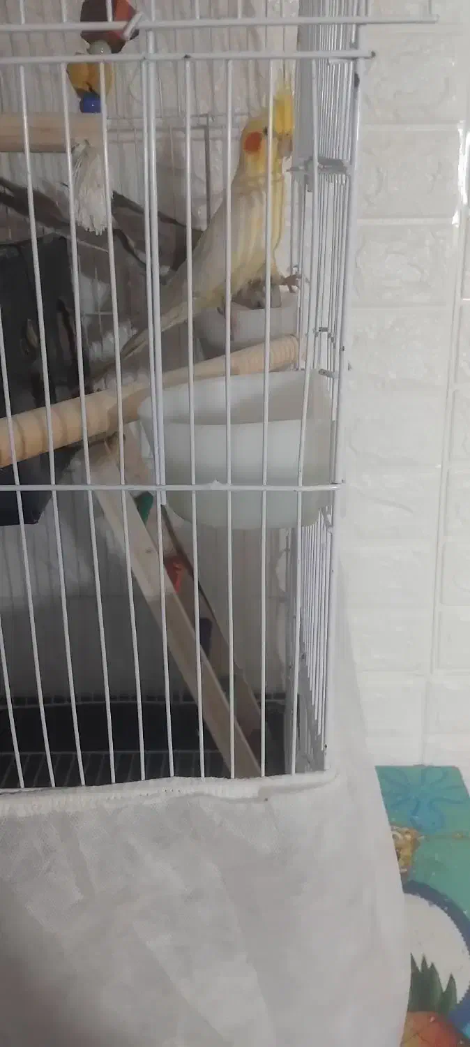 عروس هلندی|پرنده|قم, ولیعصر|دیوار