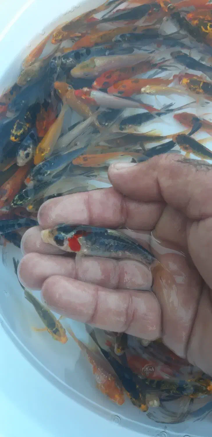 ماهی کوی و قرمز|ماهی|سنگر, |دیوار