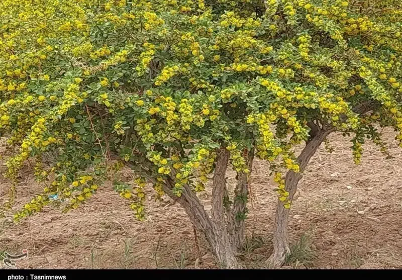 اصلاح زرشک|خدمات باغبانی و درختکاری|بیرجند, |دیوار