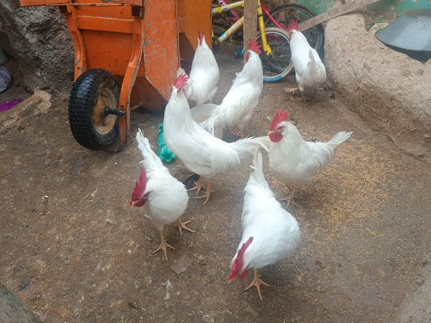 خروس|پرنده|نورآباد, |دیوار