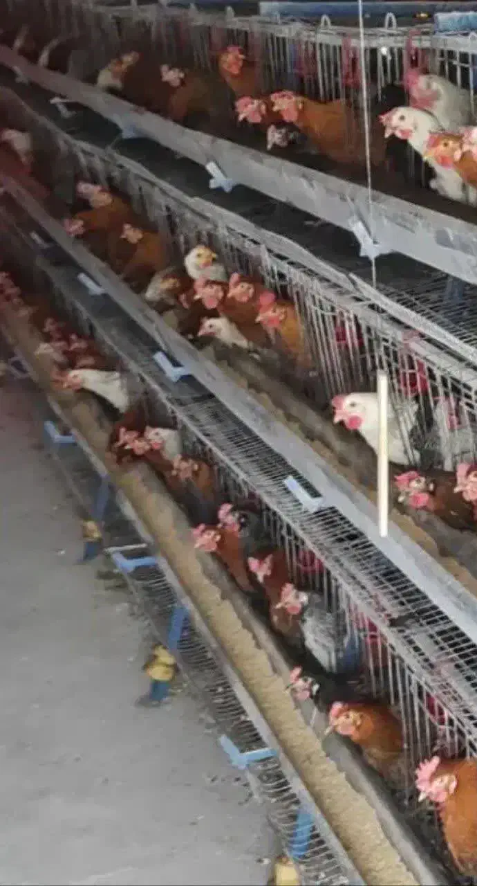 تخم مرع بومی|خوردنی و آشامیدنی|اصفهان, شهرک صنعتی امیرکبیر (شاپور جدید)|دیوار