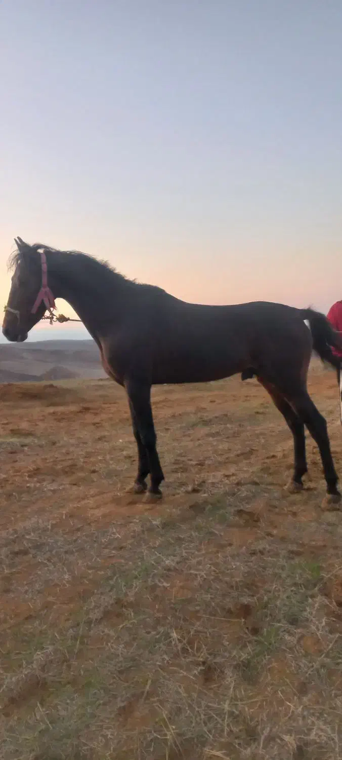 اسب|اسب و تجهیزات اسبسواری|آبش احمد, |دیوار