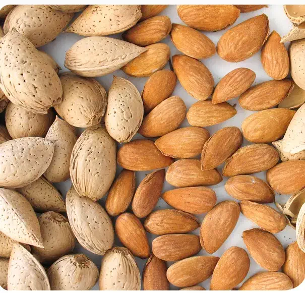 بادام تلخ|خوردنی و آشامیدنی|قم, حاج زینل|دیوار