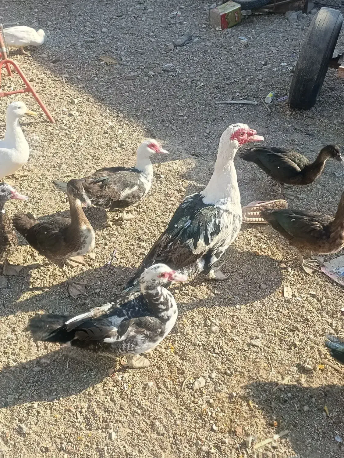 فروشی|حیوانات مزرعه|بانش, |دیوار