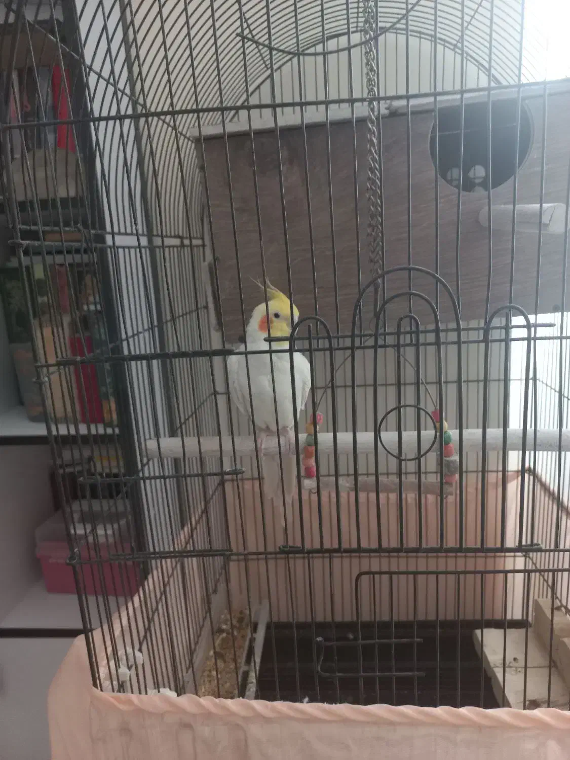 عروس هلندی سخنگو|پرنده|رودهن, |دیوار