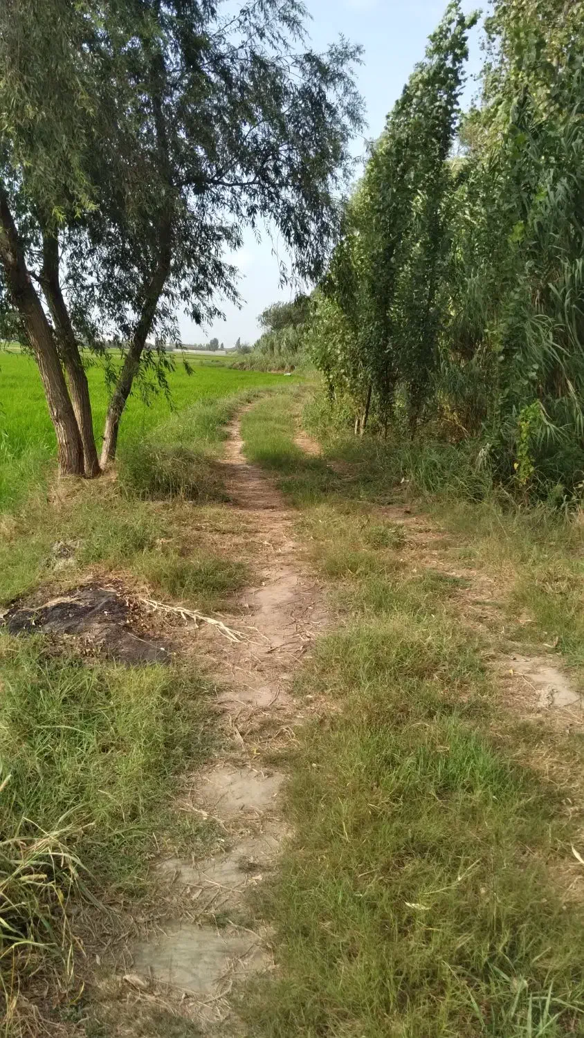 زمین کشاورزی ۲۸۰۰ متر در مناسکلا بابل|فروش زمین و ملک کلنگی|زرگرشهر, |دیوار