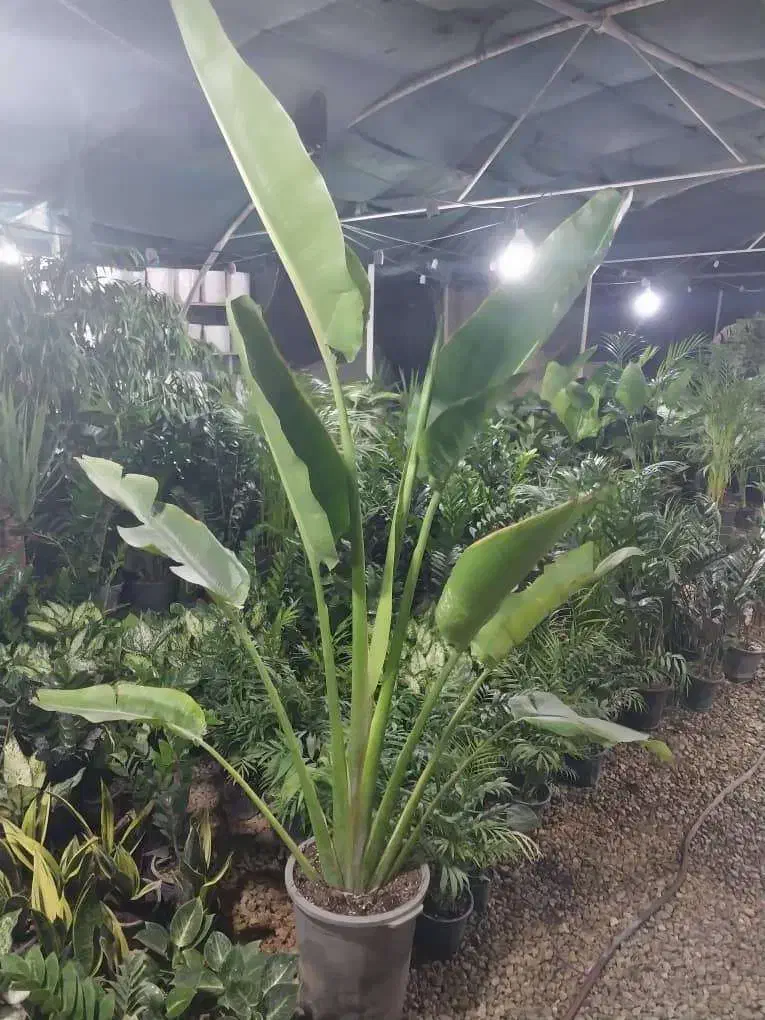 دهکده گل بوشهر|گل و گیاه طبیعی|بوشهر, |دیوار