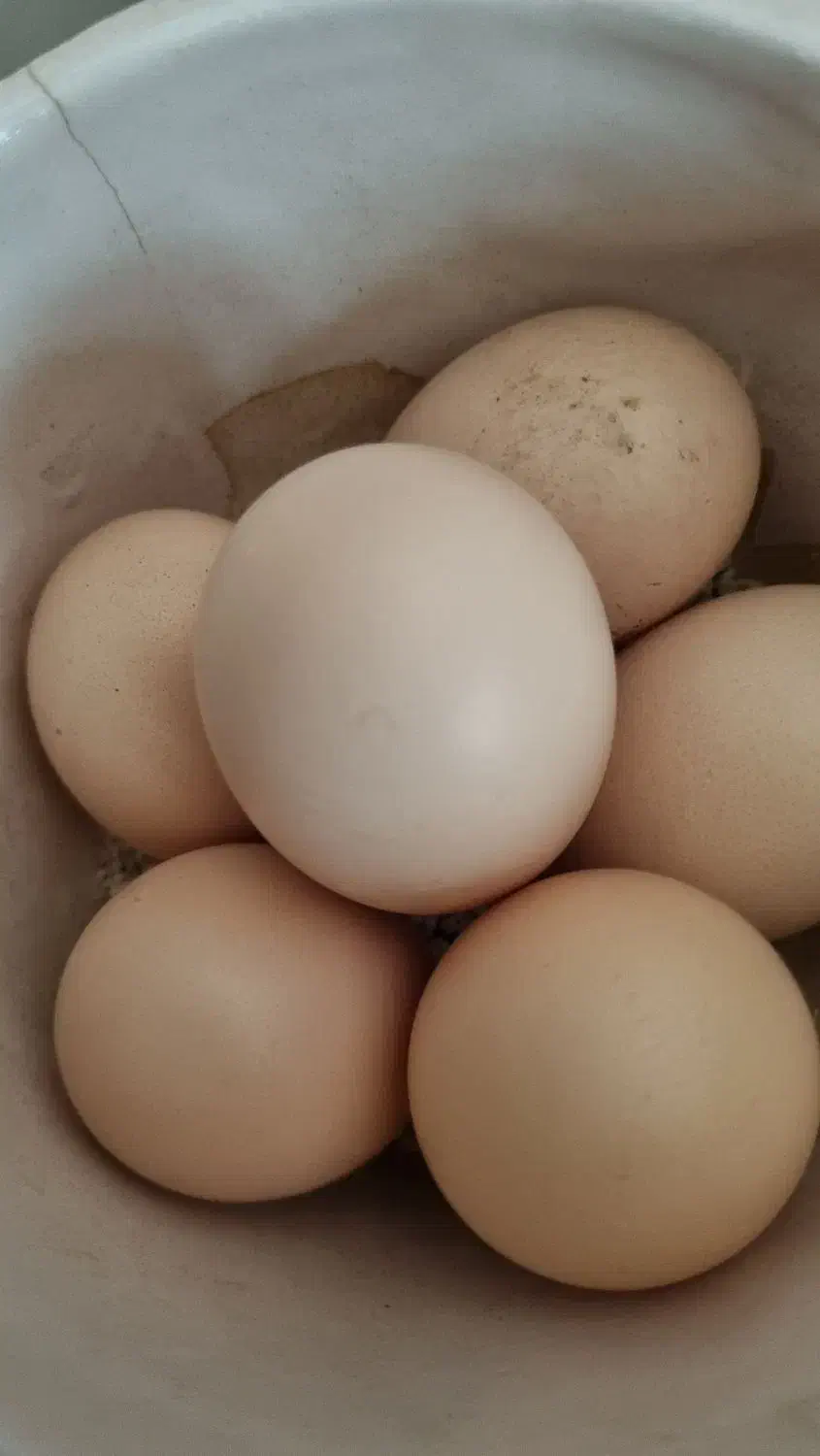 تخم‌ مرغ ابریشمی اصیل نطفه دار|حیوانات مزرعه|نیشابور, دارایی|دیوار
