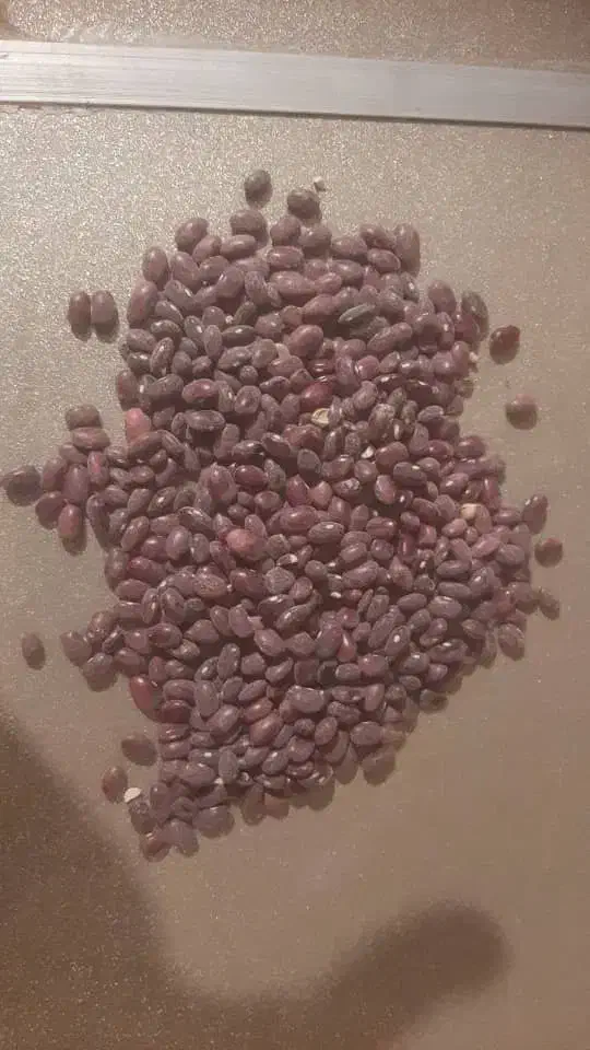 فروش عمده لوبیا قرمز|خوردنی و آشامیدنی|پاسارگاد, |دیوار