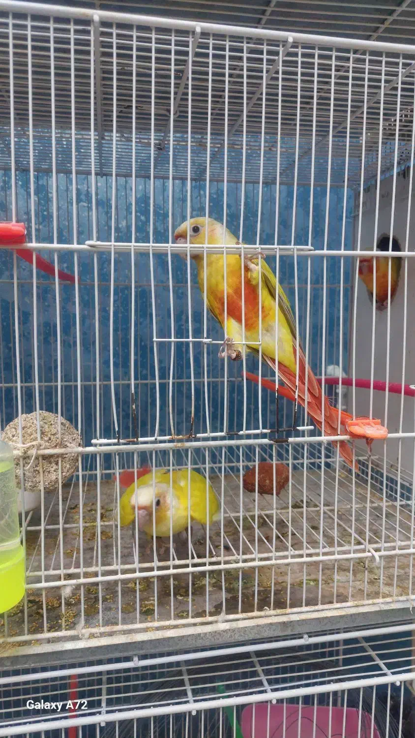 گرینچیک آرا راهب عروس هلندی طوطی|پرنده|گلبهار, شهر جدید گلبهار|دیوار