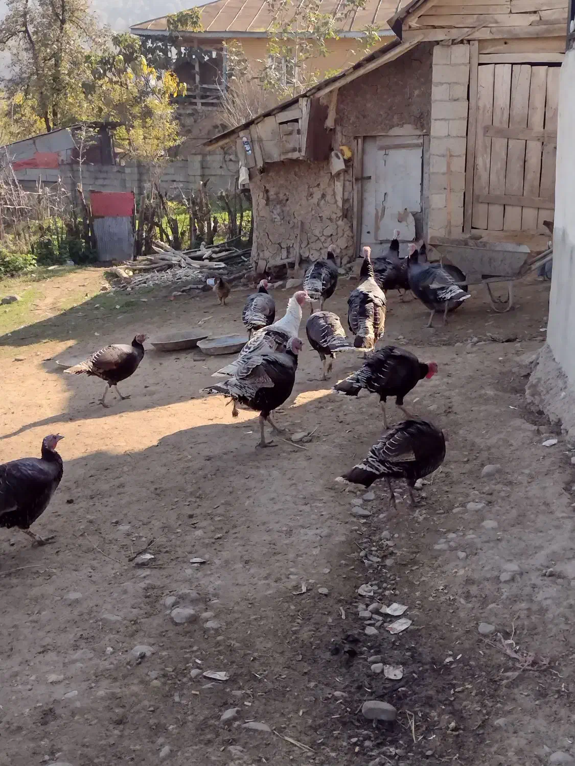 بوقلمون|حیوانات مزرعه|ماکلوان, |دیوار