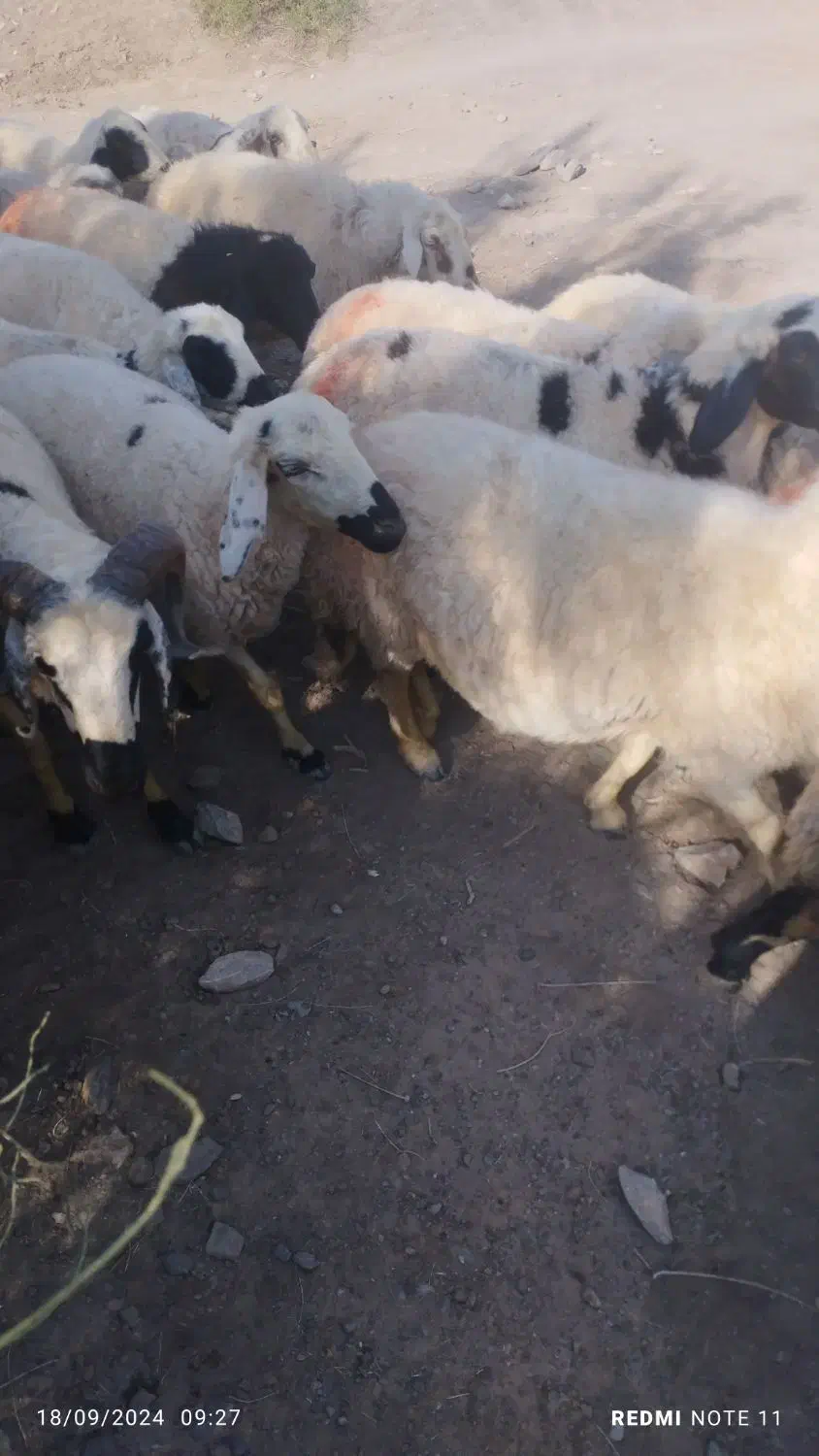 50راس میش ابس جوان قیمت دونه 15ملیون|حیوانات مزرعه|یزدان شهر, |دیوار